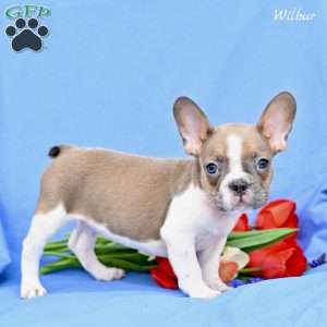 Wilbur, French Bulldog Puppy