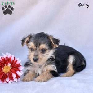 Brady, Morkie / Yorktese Puppy