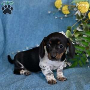 Pansy, Dachshund Puppy