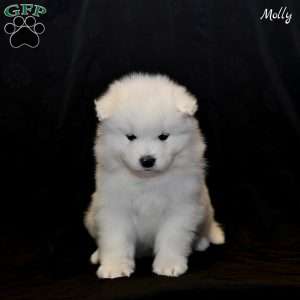 Molly, Samoyed Puppy