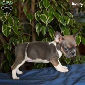 Wendy, French Bulldog Puppy
