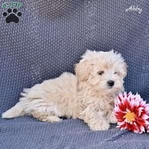 Abby, Maltipoo Puppy