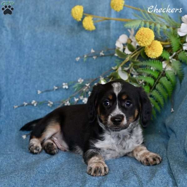 Checkers, Miniature Australian Shepherd Mix Puppy