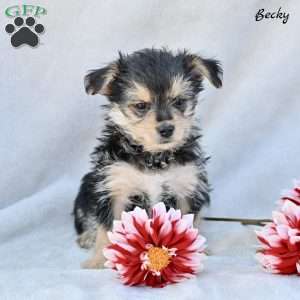 Becky, Morkie / Yorktese Puppy