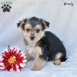Brady, Morkie / Yorktese Puppy