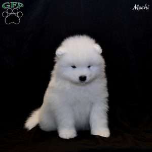 Mochi, Samoyed Puppy