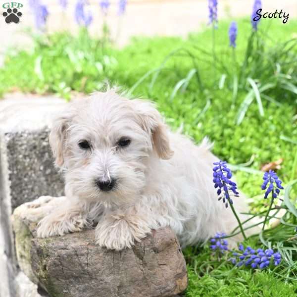 Scotty, Westiepoo Puppy