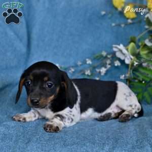 Pansy, Dachshund Puppy