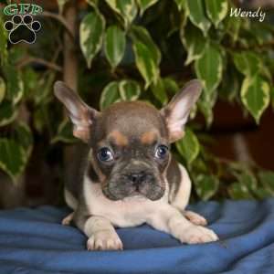 Wendy, French Bulldog Puppy