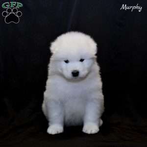 Murphy, Samoyed Puppy