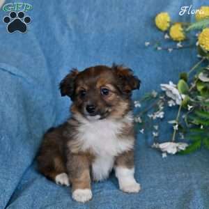 Flora, Dachshund Mix Puppy