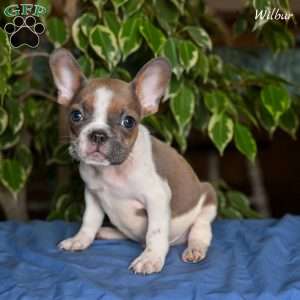 Wilbur, French Bulldog Puppy