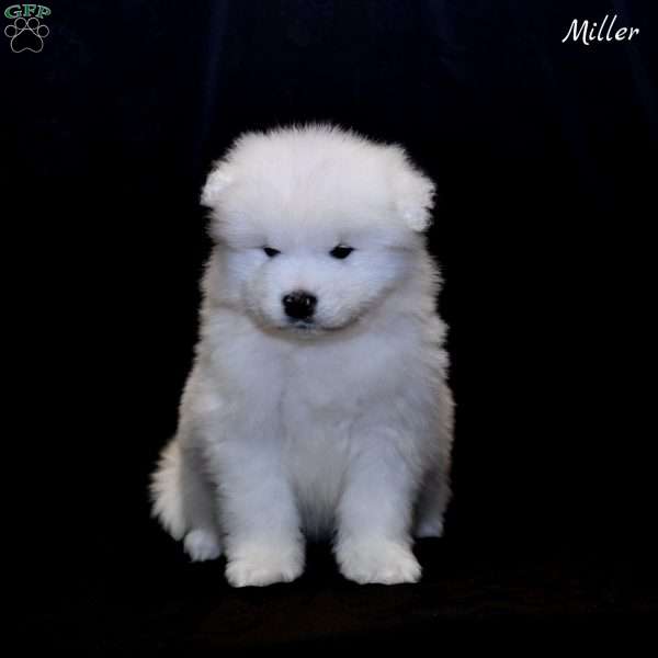 Miller, Samoyed Puppy