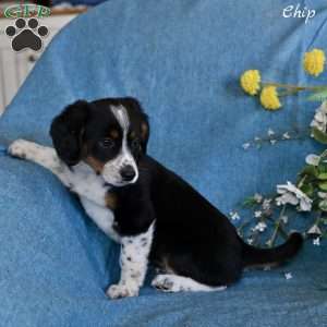 Chip, Miniature Australian Shepherd Mix Puppy