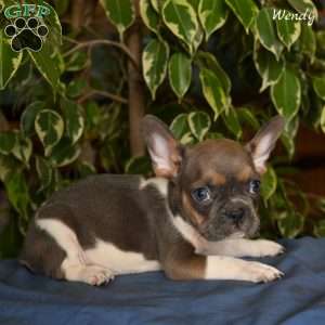 Wendy, French Bulldog Puppy
