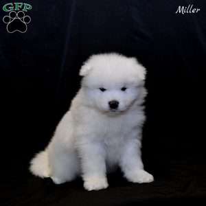 Miller, Samoyed Puppy