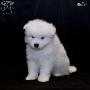 Miller, Samoyed Puppy