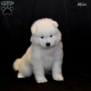 Miles, Samoyed Puppy