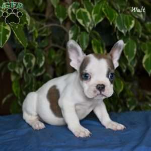 Walt, French Bulldog Puppy