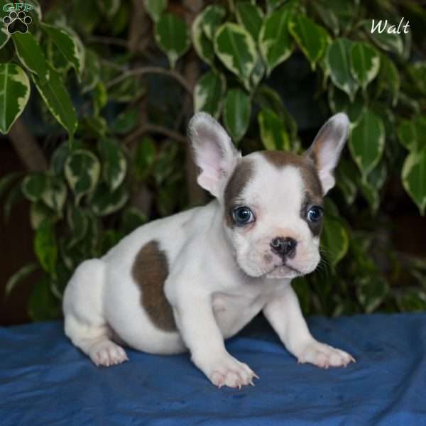 Walt, French Bulldog Puppy