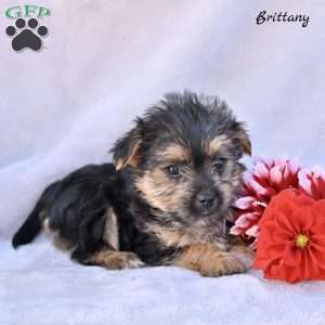 Brittany, Morkie / Yorktese Puppy