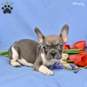 Wendy, French Bulldog Puppy