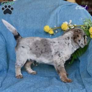 Chief, Miniature Australian Shepherd Mix Puppy