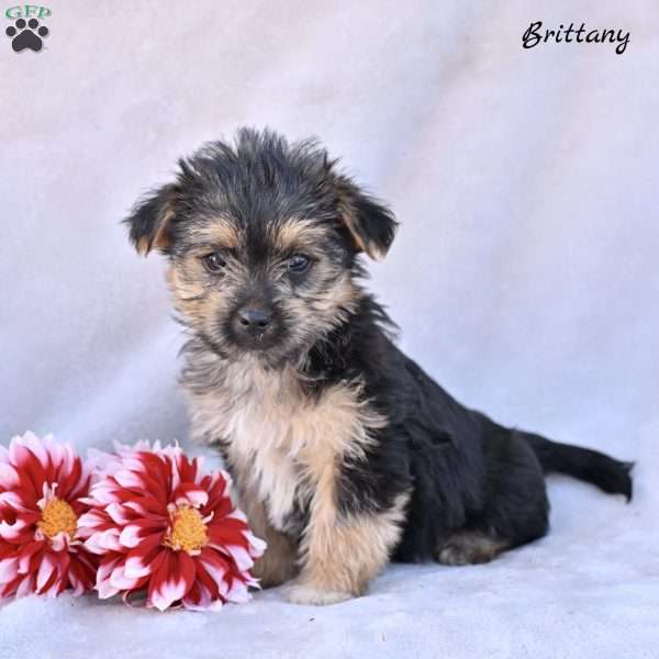 Brittany, Morkie / Yorktese Puppy