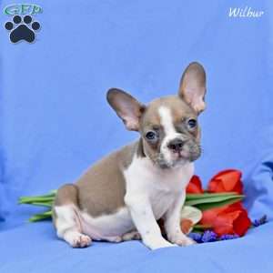 Wilbur, French Bulldog Puppy