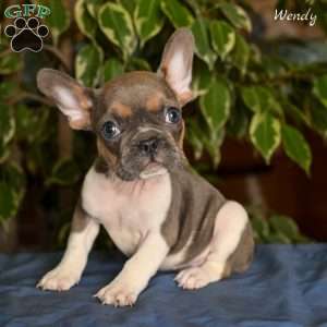 Wendy, French Bulldog Puppy