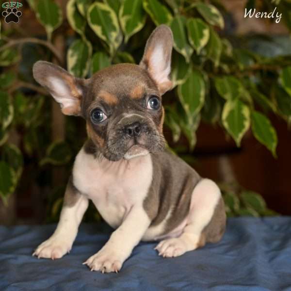 Wendy, French Bulldog Puppy