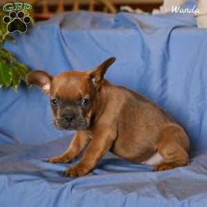 Wanda, French Bulldog Puppy