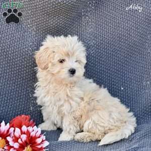 Abby, Maltipoo Puppy