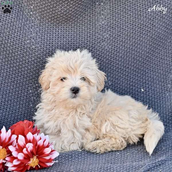 Abby, Maltipoo Puppy