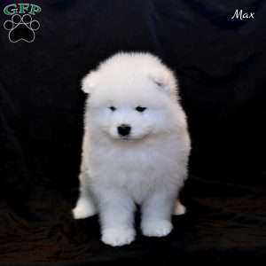 Max, Samoyed Puppy