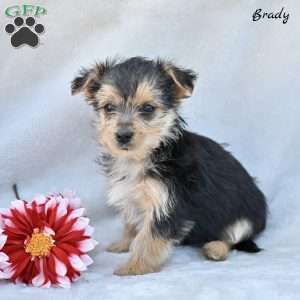 Brady, Morkie / Yorktese Puppy