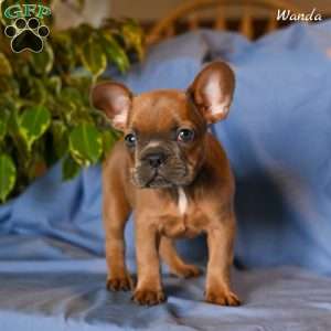 Wanda, French Bulldog Puppy