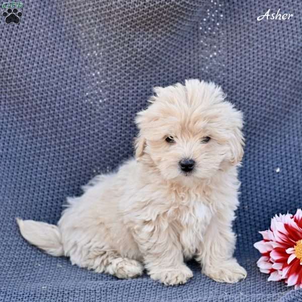 Asher, Maltipoo Puppy