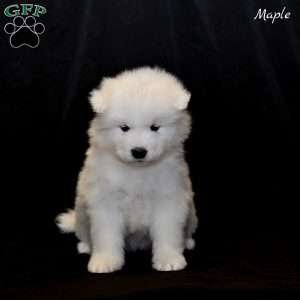 Maple, Samoyed Puppy