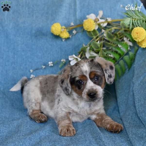Chief, Miniature Australian Shepherd Mix Puppy