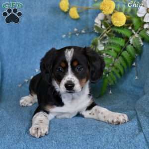 Chip, Miniature Australian Shepherd Mix Puppy