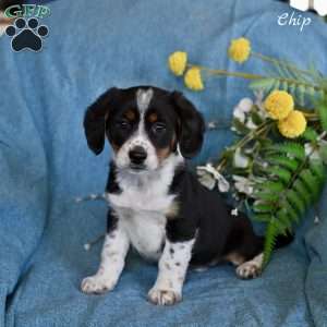 Chip, Miniature Australian Shepherd Mix Puppy