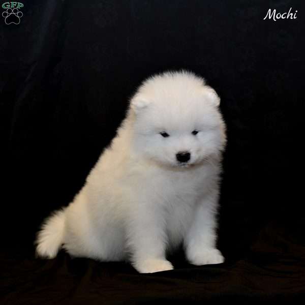 Mochi, Samoyed Puppy
