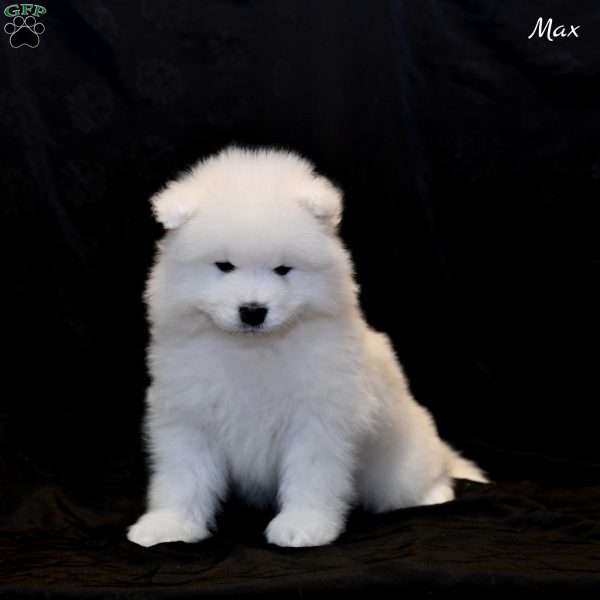 Max, Samoyed Puppy