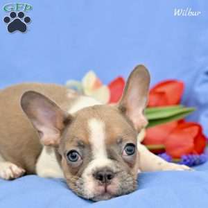 Wilbur, French Bulldog Puppy