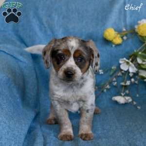 Chief, Miniature Australian Shepherd Mix Puppy