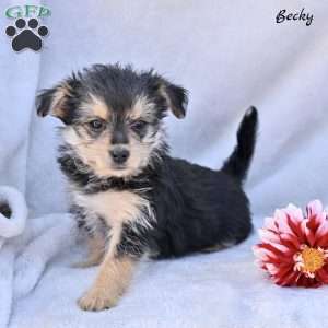Becky, Morkie / Yorktese Puppy