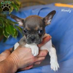Wendy, French Bulldog Puppy