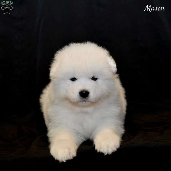 Mason, Samoyed Puppy