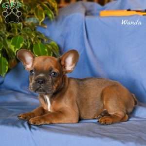 Wanda, French Bulldog Puppy